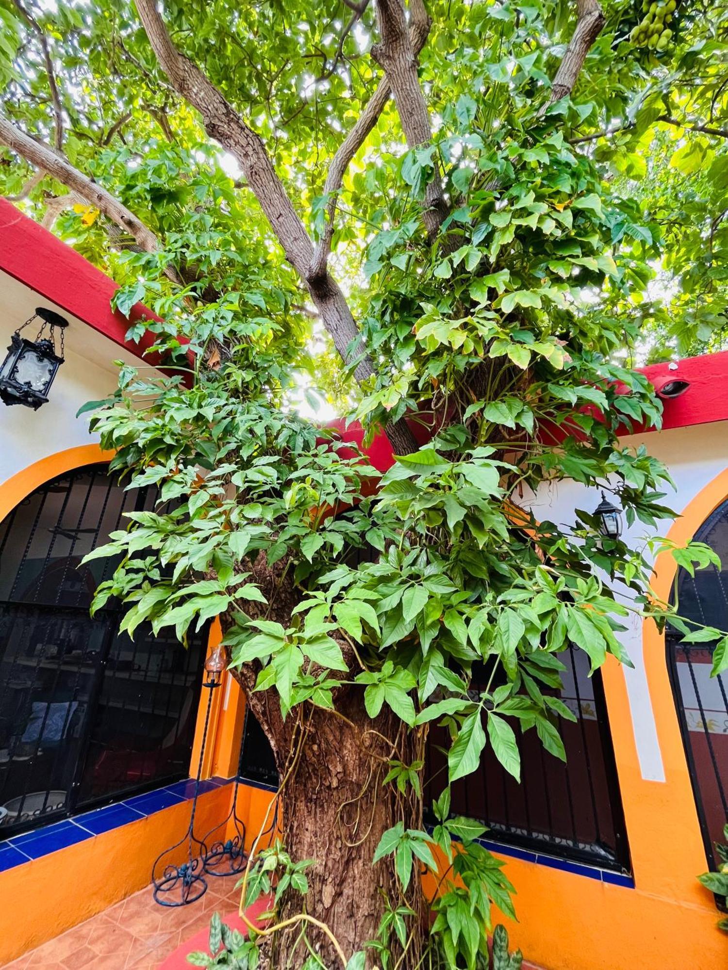 Casa Tres Colibries Bed and Breakfast Mérida Εξωτερικό φωτογραφία